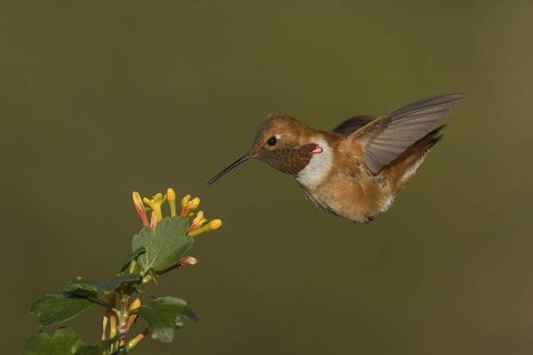 Rufous Hummingbird (Selasphorus rufus) male, California, USA