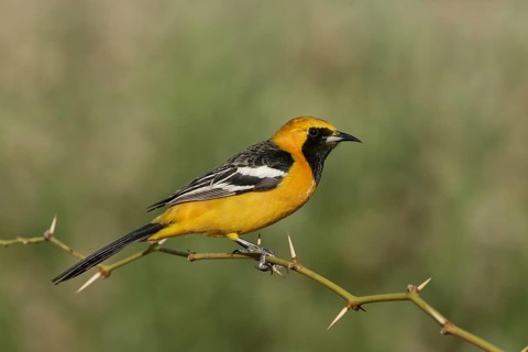 Hooded Oriole (Icterus cucullatus) male, California, USA