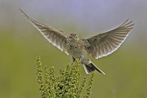 Eurasian Skylark (Alauda arvensis), North Rhine-Westphalia, Germany