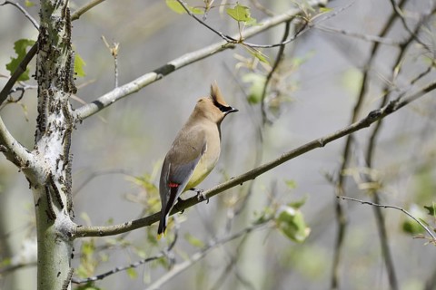 Cedar Waxwing (Bombycilla cedrorum), Waterton Lakes National Park, Alberta, Canada