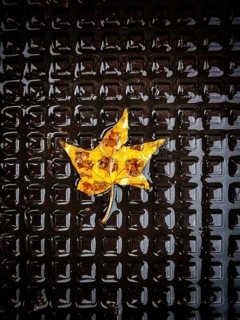 A vibrant yellow leaf rests peacefully on a black textured surface, glistening with raindrops and