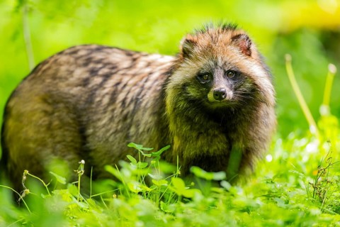 Common raccoon dog (Nyctereutes procyonoides) standing in the grass, Bavaria, Germany