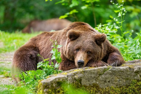 Brown bear (Ursus arctos) lying on a rock, Bavaria, Germany