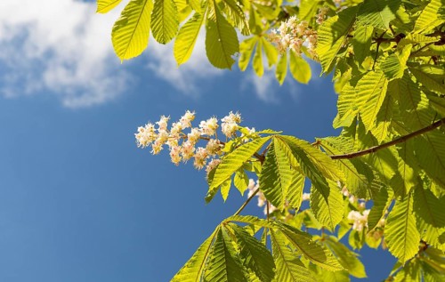 Blossom of the white horse chestnut (Aesculus hippocastanum), Saxony, Germany