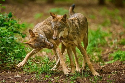 Two wolves play and fight energetically in the forest, Wolf (Canis Lupus), Germany