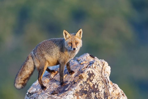 Red fox (Vulpes vulpes) in early morning light on a rock, Sierra de San Pedro, Extremadura, Spain