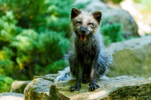 A relaxed fox sits on a stone in the forest and appears cheerful, Arctic fox, (Alopex lagopus)