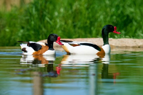 Two swimming ducks with red beaks in green water, shelduck (Tadorna tadorna), spring, France
