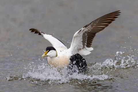 Common Eider (Somateria mollissima), drake landing on the water, reflection, duck birds (Anatidae),