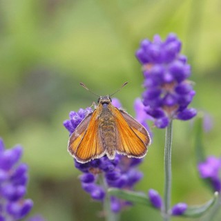 Large skipper (Ochlodes venatus), collecting nectar from a flower of Common lavender (Lavandula