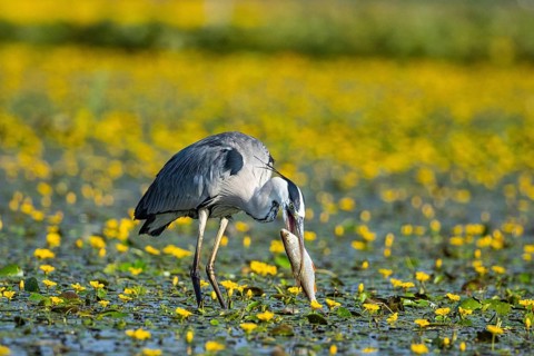 Grey heron (Ardea cinerea) amidst flowering sea pots (Nymphoides peltata) Hungary