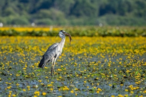 Grey heron (Ardea cinerea) amidst flowering sea pots (Nymphoides peltata) Hungary