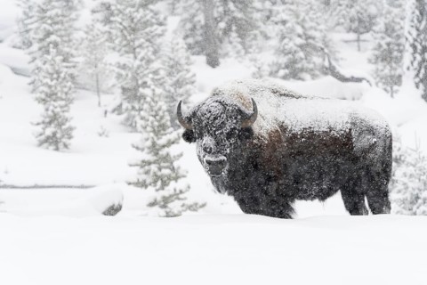 American Bison (Bison bison) in winter, strong, old bull, male animal, snowed in, snow-covered, in