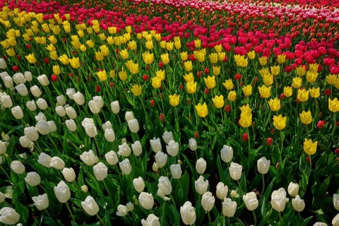 Rows of red, yellow and white tulips in a flower bed, Keukenhof, Lisse, province of South Holland,