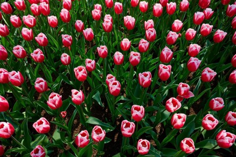 Rows of red tulips with pink edges forming a uniform spring pattern, Keukenhof, Lisse, province of