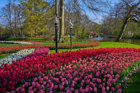 A colourful flower bed with tulips in the park. The lake and the trees create a peaceful
