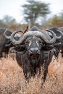 Cape buffalo (Syncerus caffer caffer) with yellowbill oxpecker (Buphagus africanus), Kruger