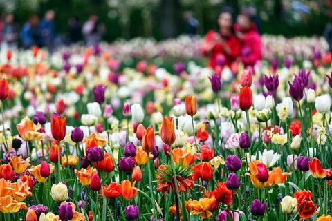 Different coloured tulips (Tulipa), colourful tulip bed, Keukenhof gardens, Lisse, Bollenstreek,