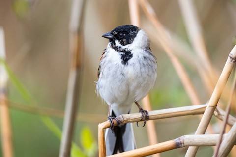 Reed bunting (Emberiza schoeniclus) ml Germany