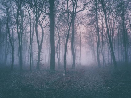 Hiking trail through beech forest with fog in winter, Burgenlandkreis, Saxony-Anhalt, Germany