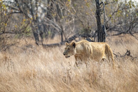 Lioness on the prowl, Kruger National Park, South Africa