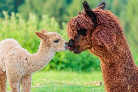 A freshly born white alpaca (Vicugna pacos) stands in front of its brown mother and sniffer on her