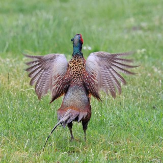 Pheasant, hunting pheasant (Phasianus colchicus), adult male bird during mating call in a meadow,