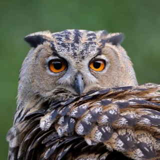 Close-up... European Eagle Owl (Bubo bubo), detailed head portrait, orange eyes, sharp gaze, hooked