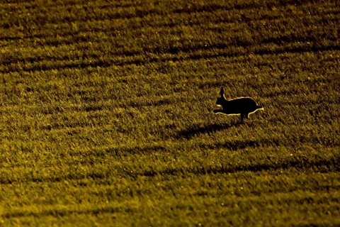 European brown hare (Lepus europaeus) silhouette of an adult animal running in a farmland field at
