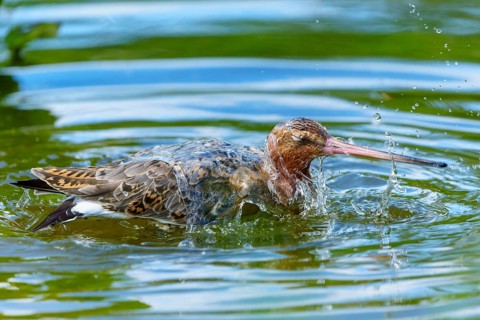 Lapwing splashing in the water, busy scene, natural environment, black-tailed godwit (Limosa