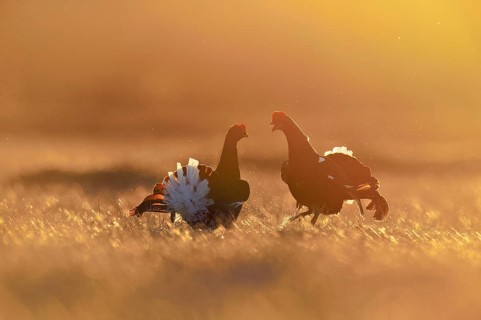Black grouse (Lyrurus tetrix), two cocks in a show fight, Hedmark county, Norway