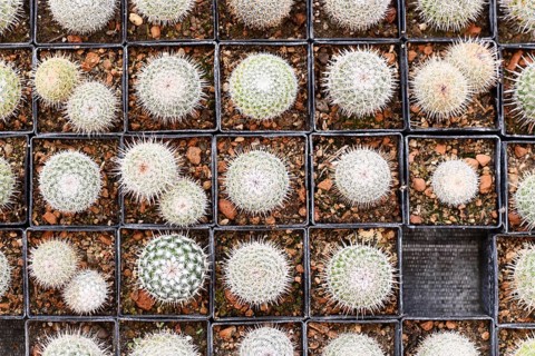 Top view of many small 'Mammillaria Parkinsonii' cactus plants