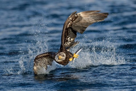 Bald Eagle (Haliaeetus leucocephalus) with fish in claws, Alaska, USA