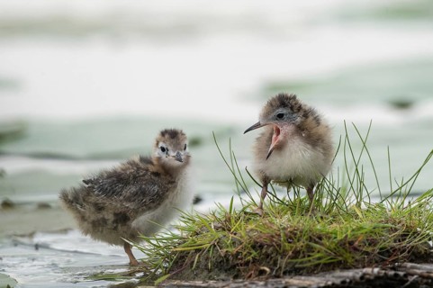 Black Tern (Chlidonias niger) chicks, Schleswig-Holstein, Germany