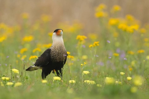 Northern Crested Caracara (Caracara cheriway), Texas, USA