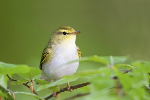 Wood Warbler (Phylloscopus sibilatrix), Baden-Wuerttemberg, Germany