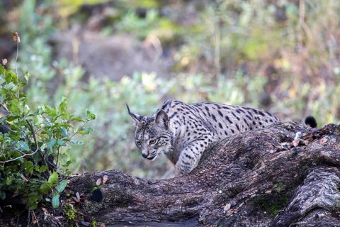 Iberian lynx, Lynx pardinus