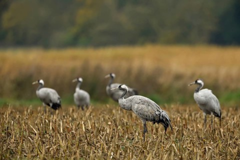 Common Crane (Grus grus) group foraging on harvested maize field, Mecklenburg-Western Pomerania,