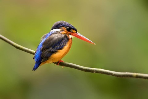 Blue-eared Kingfisher (Alcedo meninting) female, Selangor, Malaysia