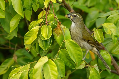 Lesser Antillean saltator (Saltator albicollis) perched on a branch on the Caribbean Island of
