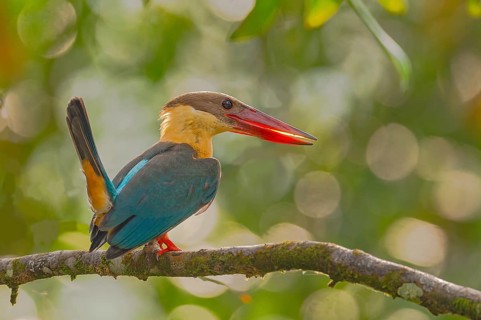 Stork-billed Kingfisher (Pelargopsis capensis) auf Ansitzast im Regenwald von Sri Lanka