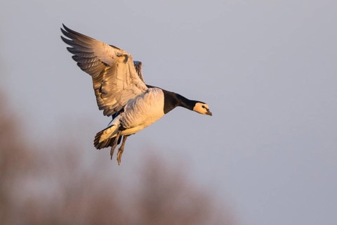 Barnacle Goose (Branta leucopsis) landing, North Rhine-Westphalia, Germany