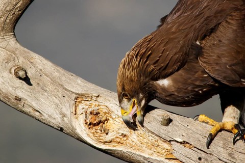 Golden Eagle (Aquila chrysaetos) immature, first winter plumage cleaning the beak, Castile and