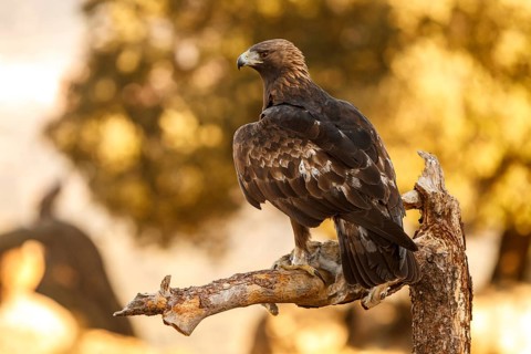 Golden Eagle (Aquila chrysaetos) male eating a rabbit, Castile and Leon, Spain