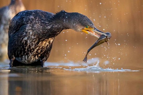 Great Cormorant (Phalacrocorax carbo) with captured Black bullhead (Ameiurus melas) prey in beak,