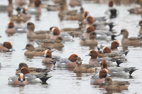 Eurasian Wigeon (Mareca penelope) group, Netherlands
