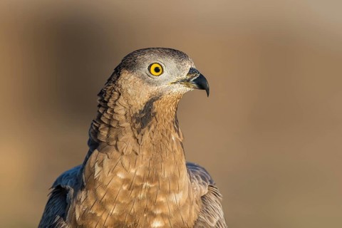 European Honey Buzzard (Pernis apivorus), Eilat, Israel