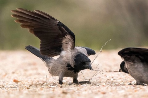 Hooded Crow (Corvus cornix), Romania
