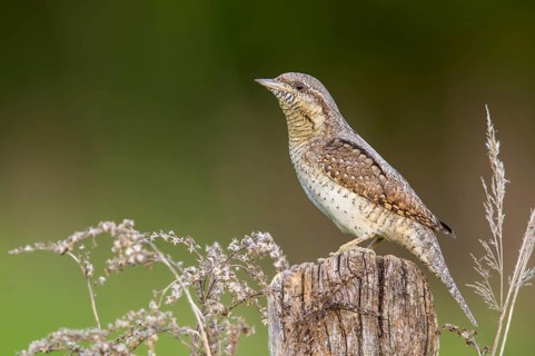 Eurasian Wryneck (Jynx torquilla) perched on a stump, Poland