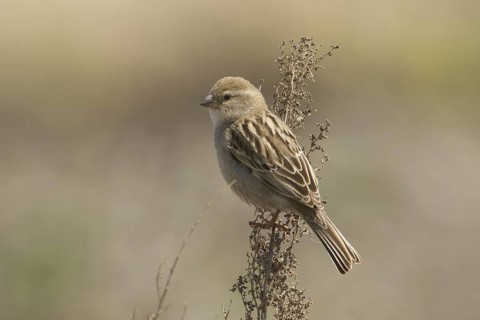Dead Sea Sparrow (Passer moabiticus) female, Turkey